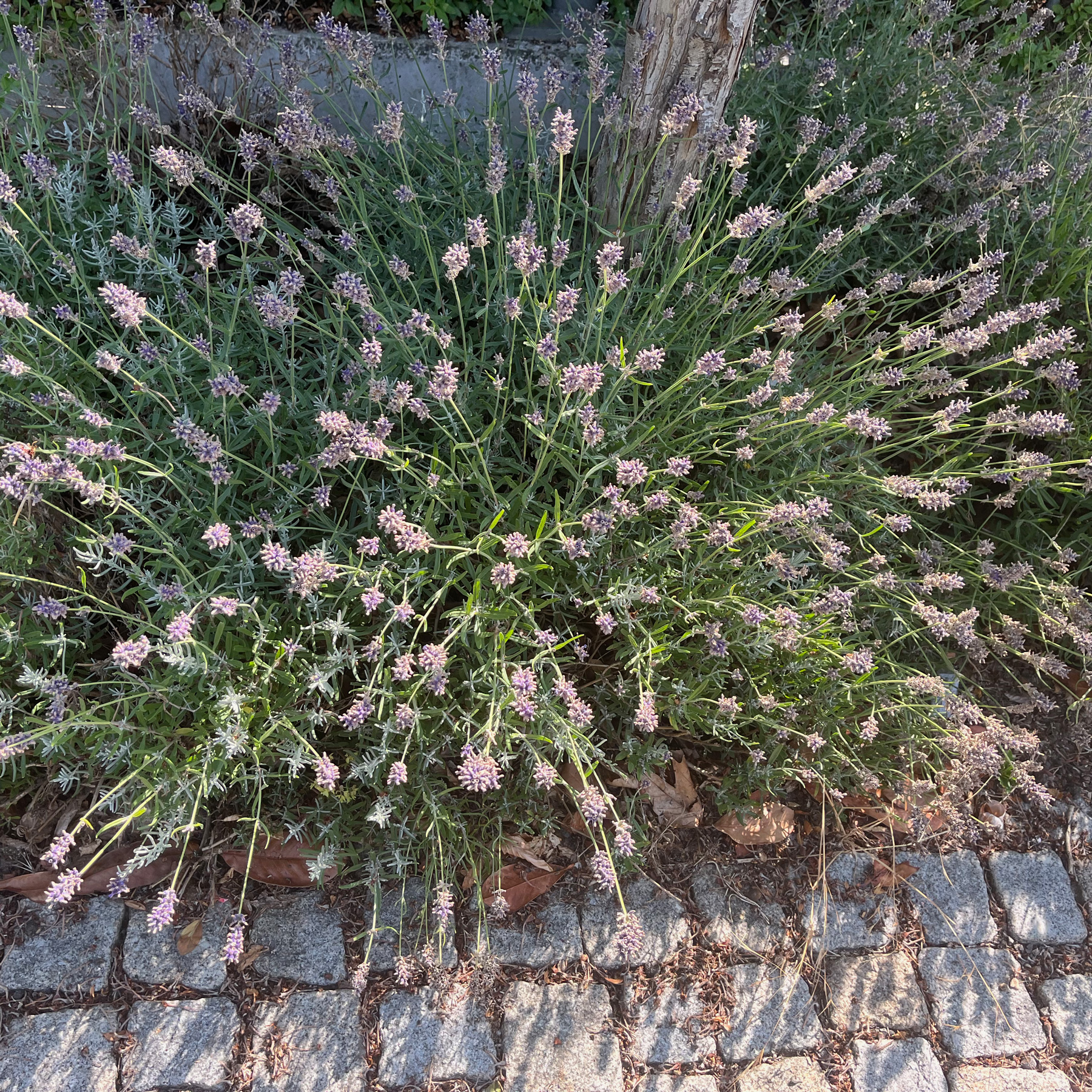 lavendel